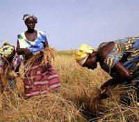 Village Women Working