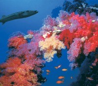Sharm El Sheikh coral reef exploration