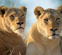 Singita Grumeti Reserve