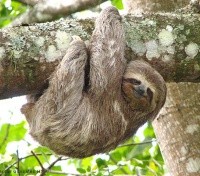 Be on the lookout for slow moving sloths Be on the lookout for slow moving sloths