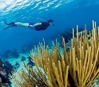 Snorkeling at Hol Chan Reserve 