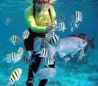 Snorkel Sint Maarten