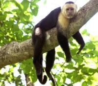 Monkey Island Monkey Island