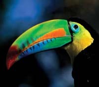 Toucan at Soberania National Park
