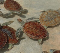 Turtles