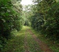 Forest Walk Forest Walk