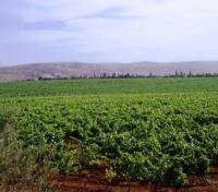 Vineyards Outside Meknes