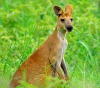 Antilopine Wallaroo