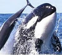 Whale Watching