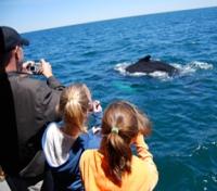 Whale Watching Whale Watching