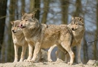 Wolves in Jasper National Park