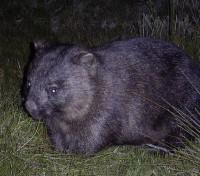 Wombat at night Wombat at night