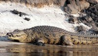 Crocodile on Banks of Chobe River