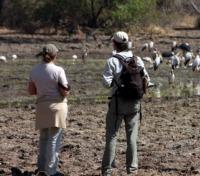 Walking Safari