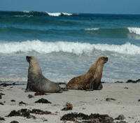 Seals on coastline Seals on coastline