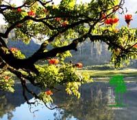 Tall Trees Resort