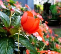 Tall Trees Resort Flora