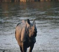 Tiger Tops Jungle Lodge Rhino Watching