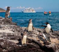 Grand Odyssey with Penguins