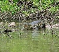 Moreletti Crocodiles