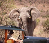 Cottars 1920 Camp - Game Safari