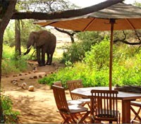 Dining with Elephants