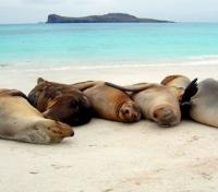 Galapagos