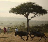Safari Walk