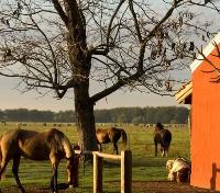 Polo Horses
