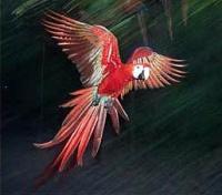 Manu Wildlife Centre