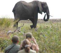 Game Drive