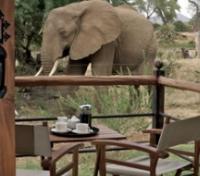 Wildlife Visitors