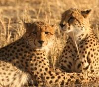 Cheetah