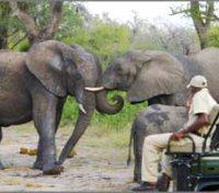 Game Drive