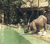 Rhino taking a dip at Machan Wildlife Resort 