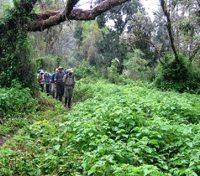 Trekking through the Lemosho Glades