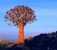 Quivertree