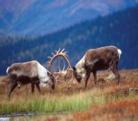 Banff Caribou Lodge & Spa Outdoor Scenery
