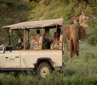 Saruni Samburu - Wildlife