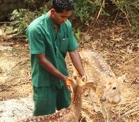 Wildlife