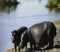 Duma Tau - Wildlife