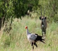 Kalahari Plains Camp - Wildlife
