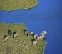 Savuti Camp - Wildlife