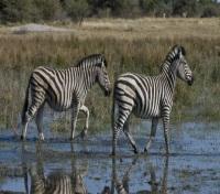 Mombo Camp - Wildlife