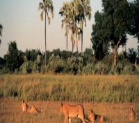 Chitabe Camp - Wildlife
