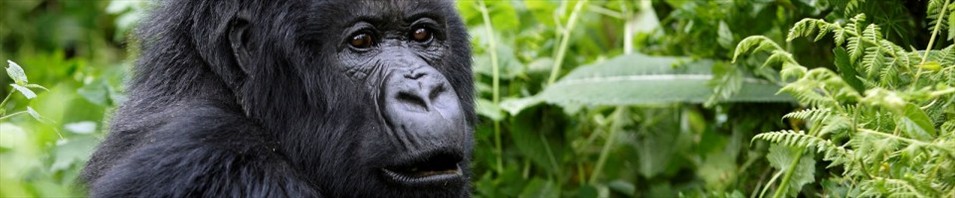 Uganda Gorillas