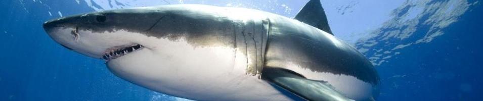 Great White Shark Expedition