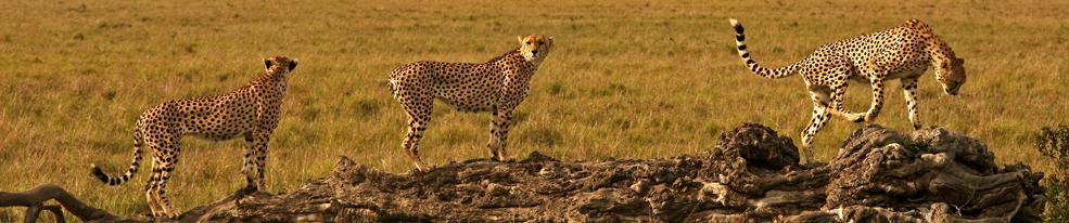 Tanzania