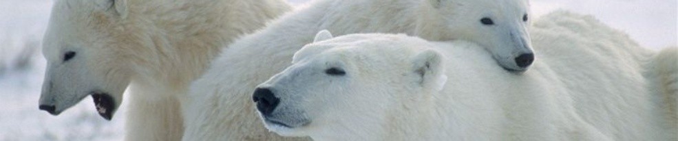 Bearly Awake