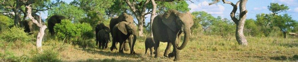 Zimbabwe Elephants
